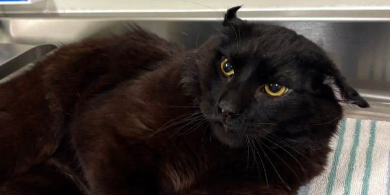 Un chat aux oreilles écrasées est secouru : son profil atypique va chambouler les sauveteurs