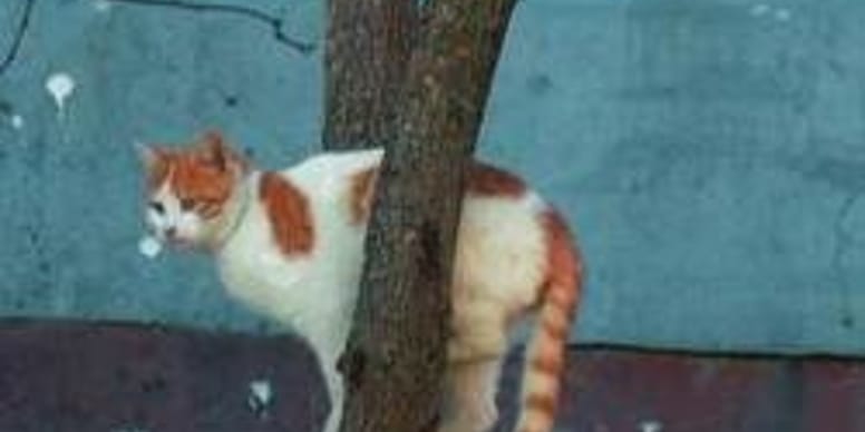 Un Chat Est Bloque A 15 Metres De Haut Dans Un Sapin Les Habitants Rivalisent D Ingeniosite Pour Le Liberer