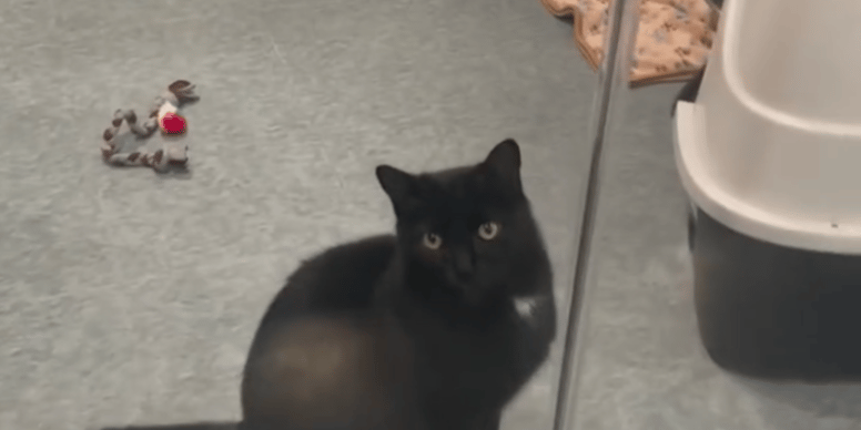 Abri Chauffé Pour Chat D'extérieur - Niche Isolée Avec Tapis Chauffant Pour L'hiver
