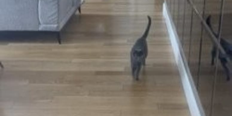 Elle Fait Une Blague A Son Chat En Sachant Ce Qui L Attend Les Internautes Retiennent Leur Souffle Video