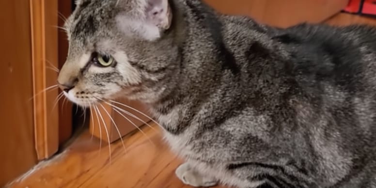 Le plus gentil des chats attend sa famille au refuge : un détail sur sa ...