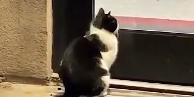 Depuis plusieurs jours, un chat attend devant un immeuble : un résident décide de décrocher son téléphone pour l’aider