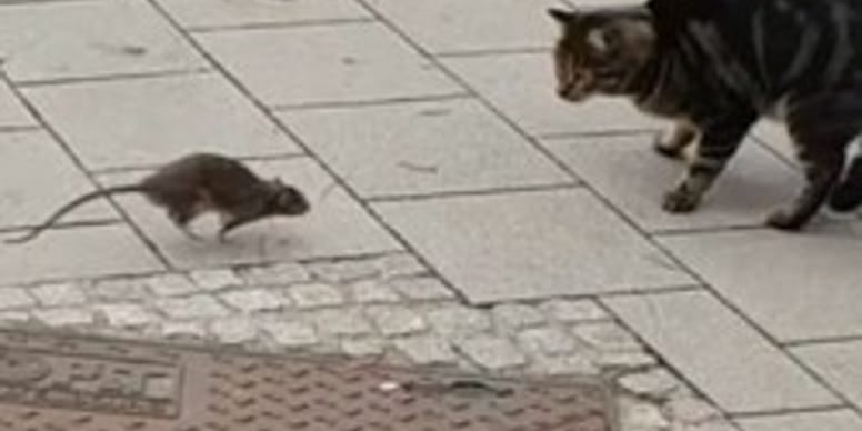 Le Chaton Chasse La Souris Sa Reaction Fait Peur A Tout Le Quartier Video Le Chaton Chasse La Souris Sa Reaction Fait Peur A Tout Le Quartier Video