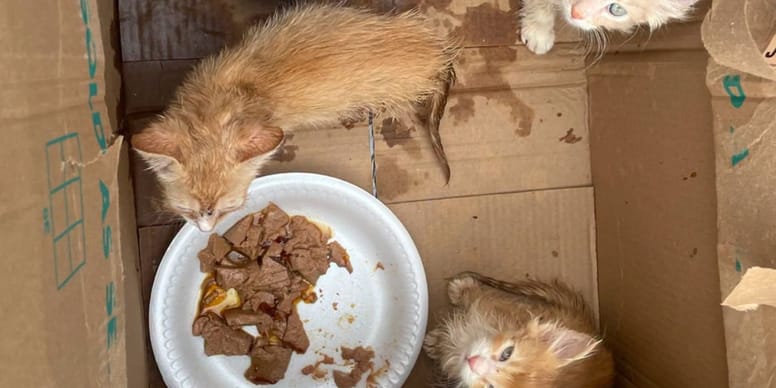 Enfermés en canicule : le drame évité de justesse pour trois chatons