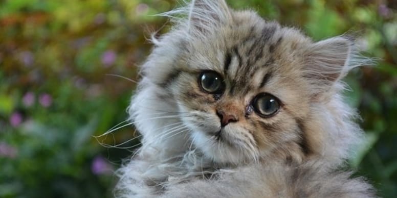 Chat avec la tête penchée : causes et solutions