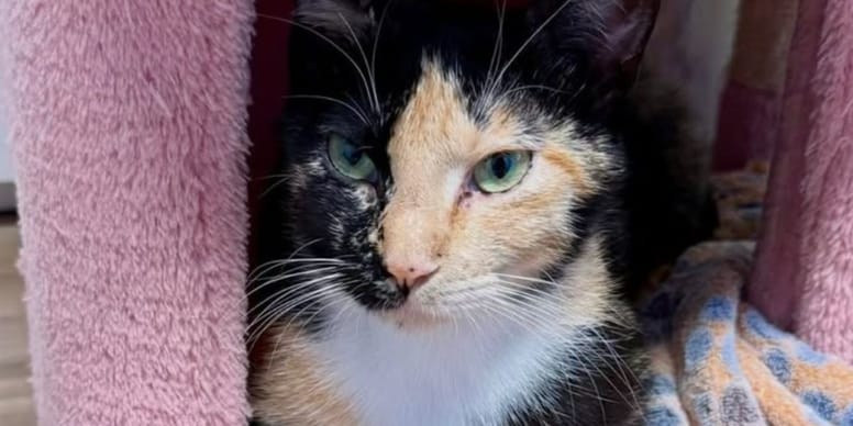 Une chatte errante devient une maman comblée et adopte une famille