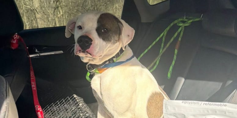 Pendant 3 jours, ses appels à l'aide sur cette aire de jeux sont ignorés : le regard de ce chiot brise le cœur (vidéo)