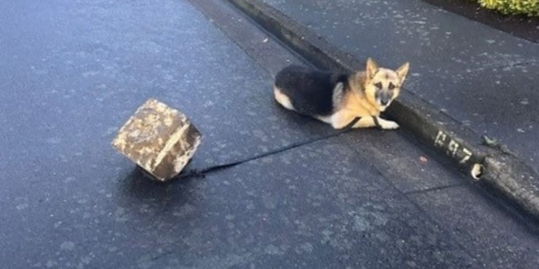 Chien attaché à un bloc de béton dans la rue : l'enquête des policiers remonte la piste du coupable