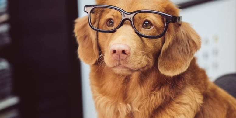 Chien portant lunettes, une photo viral avec plus de 3.000 vues