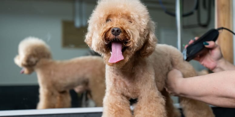 „Was soll das denn?“: Halterin bringt ihren Pudel zum Friseur und erlebt ein Desaster