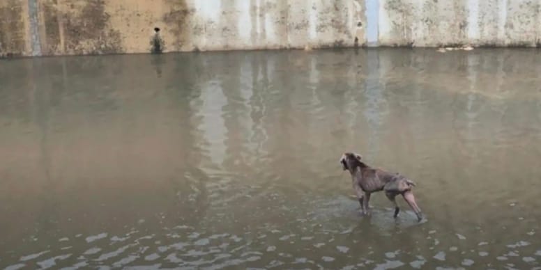 Inondations : deux chiens sauvés des eaux, un appel à la vigilance