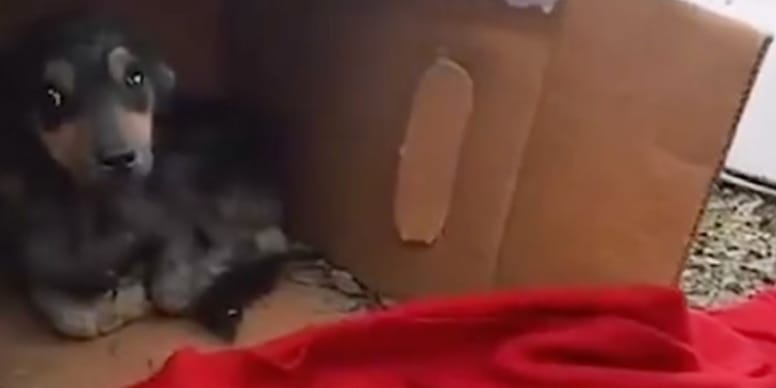 In einem Karton versteckt: Dieser Hund versucht verzweifelt, seinem schlimmsten Feind zu entkommen (Video)
