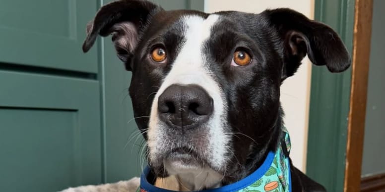 Après 3 ans dans un box, cette chienne née avec une malformation rare trouve enfin le bonheur