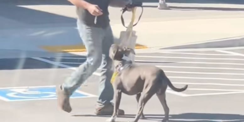 Rescue dog's reaction to being adopted moves 2.3 million ...