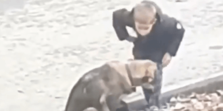 Video. Il bambino si avvicina a un cane randagio e fa qualcosa che ...