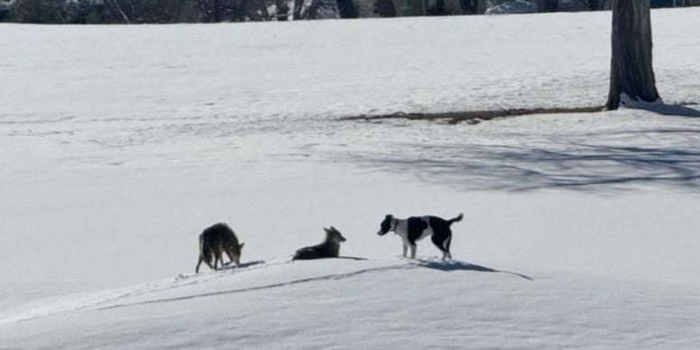 Un chien perdu retrouvé sain et sauf après un an avec des coyotes