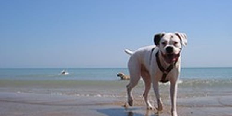 A la plage avec son chien : règles et conseils