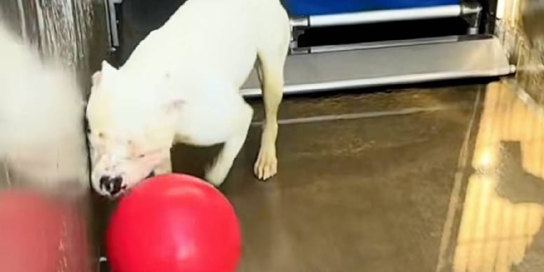 Un chien abandonné arrive au refuge : son comportement compulsif inquiète les agents