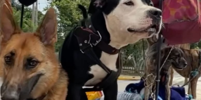 Un sans-abri au grand coeur adopte tous les chiens errants qu'il croise