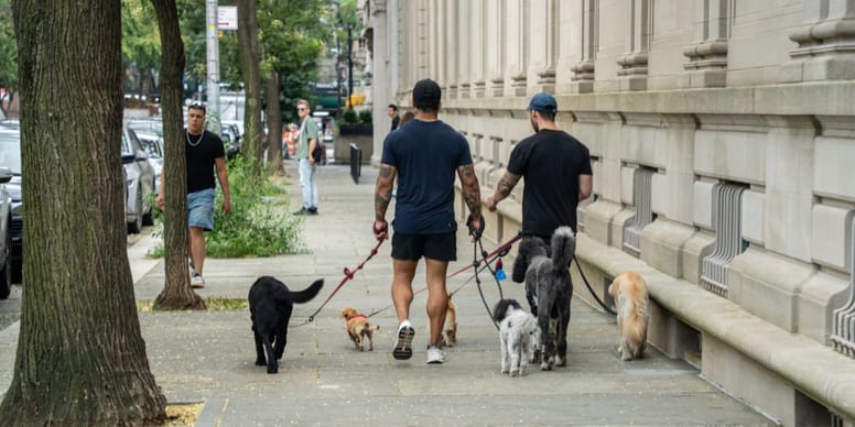Un chien découvre une promenade insolite avec sa laisse casse