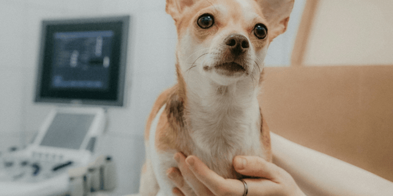 UK vet prescriptions to be capped at £21, following in-depth investigation