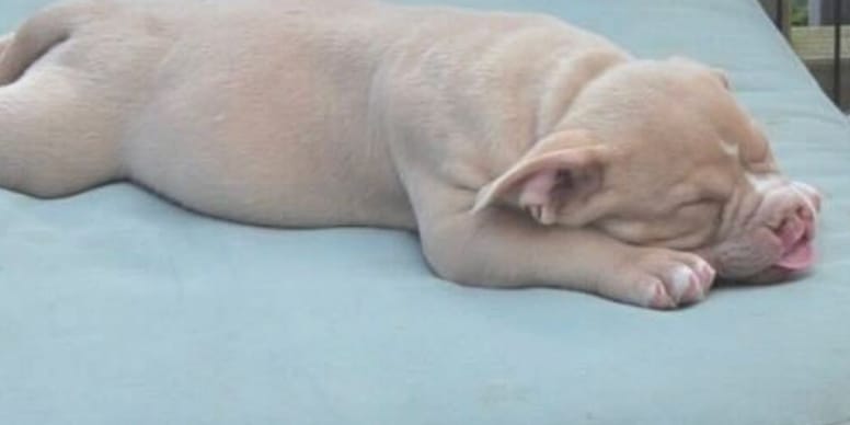 Quand la différence d’un chien devient sa plus grande force
