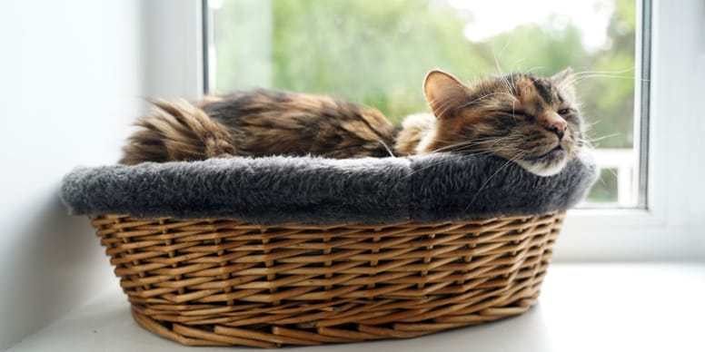 Bien choisir le panier de son chat