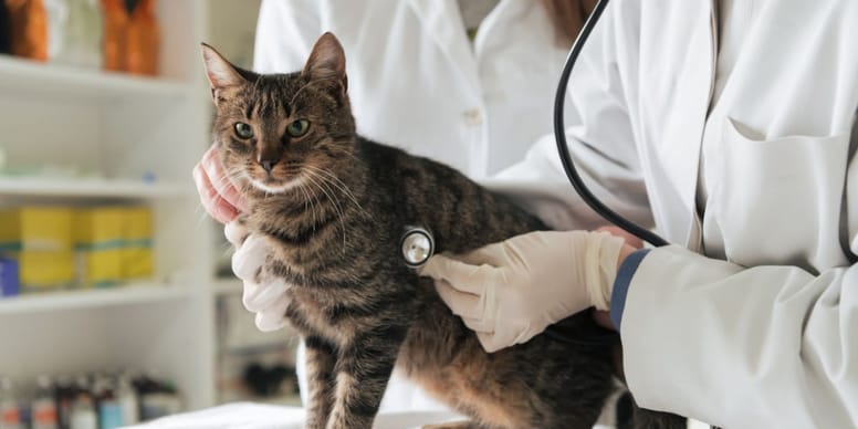 Alarm dla Polski zachodniej. Zwierzęta domowe zagrożone ptasią grypą