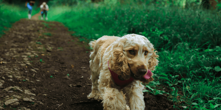 Dog owners warn of dangers of venomous snakes in UK, after dog seriously harmed