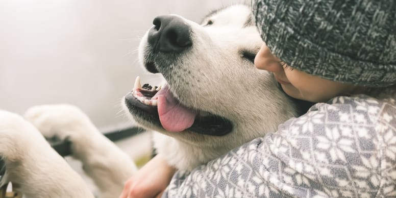Come calmare il cane maschio in calore?
