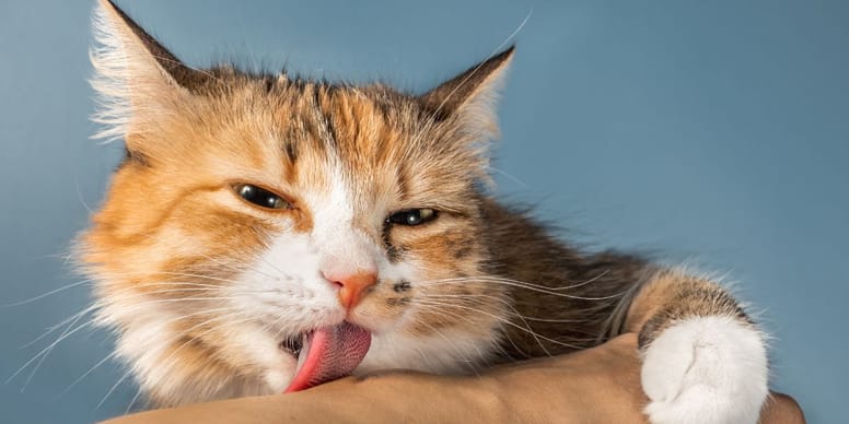 Test: ¿Cómo saber si tu gato te quiere?