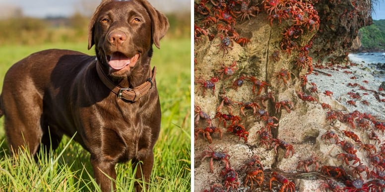 Na Wyspie Bożego Narodzenia żyje najbardziej samotny labrador na świecie. Mimo to, jest szczęśliwy