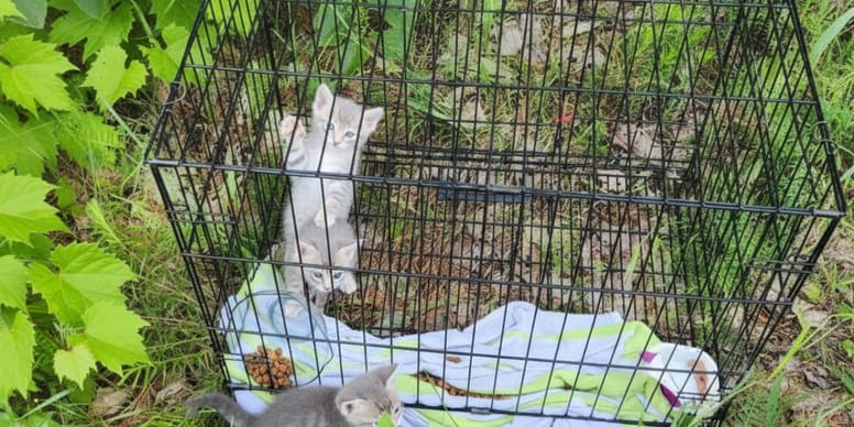 Une chatte retrouve ses chatons abandonnés : une histoire touchante