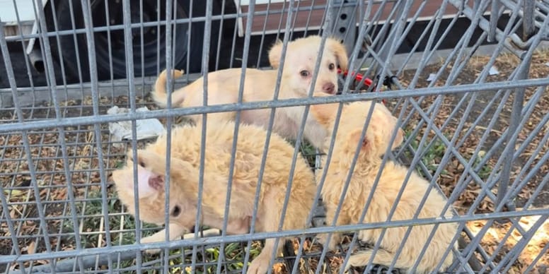 Passerby spots movement in abandoned shopping trolley and finds three tiny puppies
