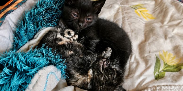 Adopter un chaton en ligne : attention aux annonces trompeuses