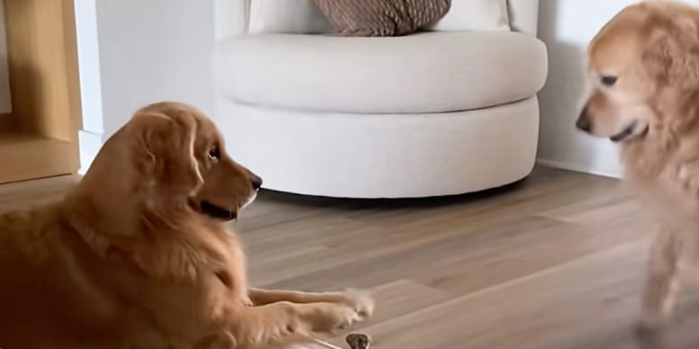 Niezwykły popis dwóch golden retrieverów w salonie. Internauci pytają, czy to nie montaż (wideo)
