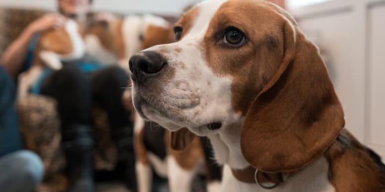 Ze kennen geen bank, geen stofzuiger en geen tuin: zo beginnen ex-proefdierbeagles aan hun nieuwe leven