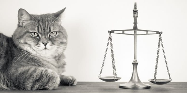 Droit des animaux : donnons une personnalité juridique à l’animal