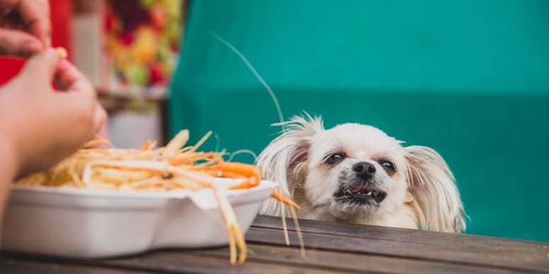 Dürfen Hunde Garnelen essen?