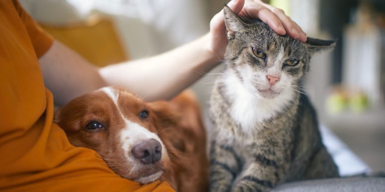 Pourquoi ne peuton pas toujours dresser son chat comme un chien