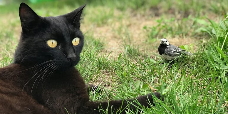 Nederland in shock: eerste kat overlijdt aan vogelgriep — minister slaat meteen alarm