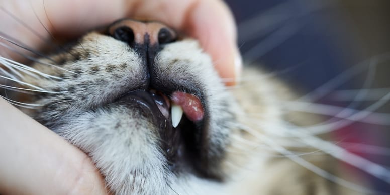 Eosinophiler Granulomkomplex bei Katzen Symptome und Behandlung
