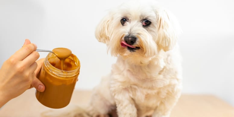 Dürfen Hunde Erdnussbutter essen?