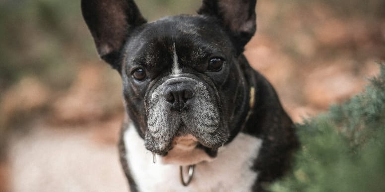 Französische Bulldogge Qualzucht oder nicht?