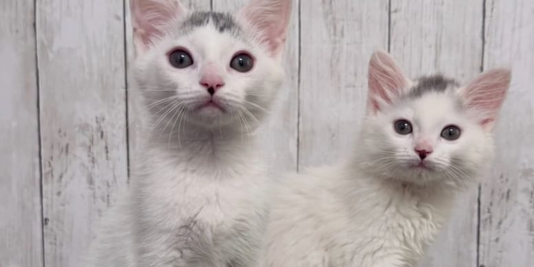 Un chaton mignon cache un secret : le temps presse pour lui sauver la vie