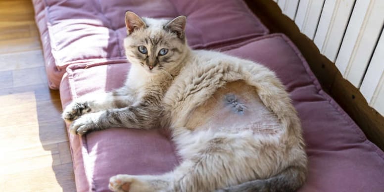 Une chatte revient d'une sortie en extérieur avec le ventre rasé : son humain découvre qu'elle a été opérée