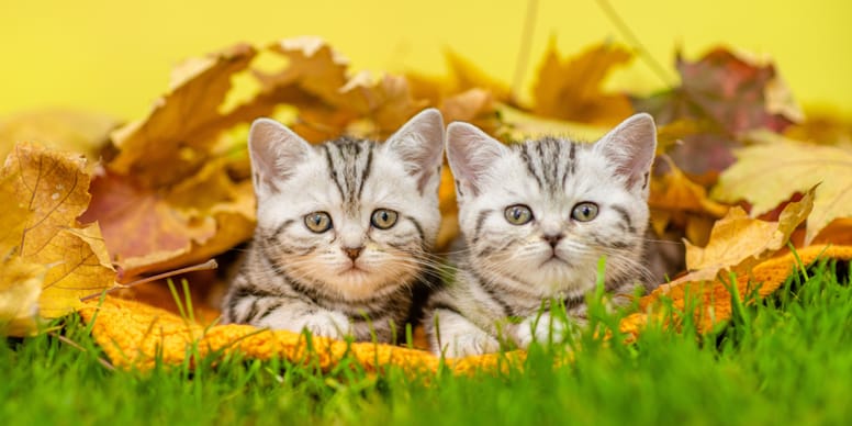 Un gatto nato in autunno si sveglia in una stanza con un padrone che lo accarezza, mentre un gatto nato in primavera si sveglia in un giardino con il sole