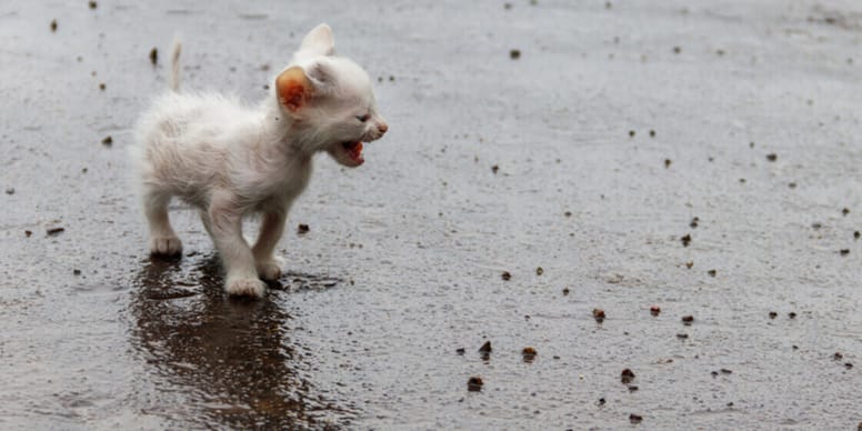 Husky trova un gattino randagio bisognoso di aiuto: la sua reazione lascia a bocca aperta