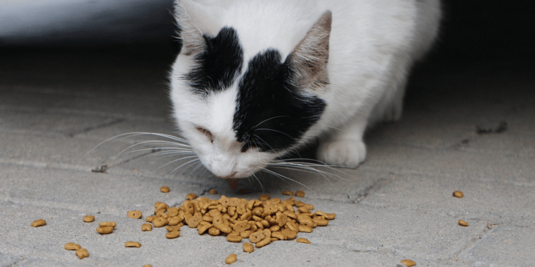 Gatto annusa il cibo ma non mangia: problema o capriccio?