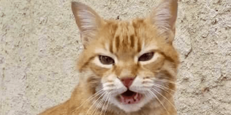 Una piazza gremita a Rovigo celebra Rossini, il gatto diventato simbolo della città